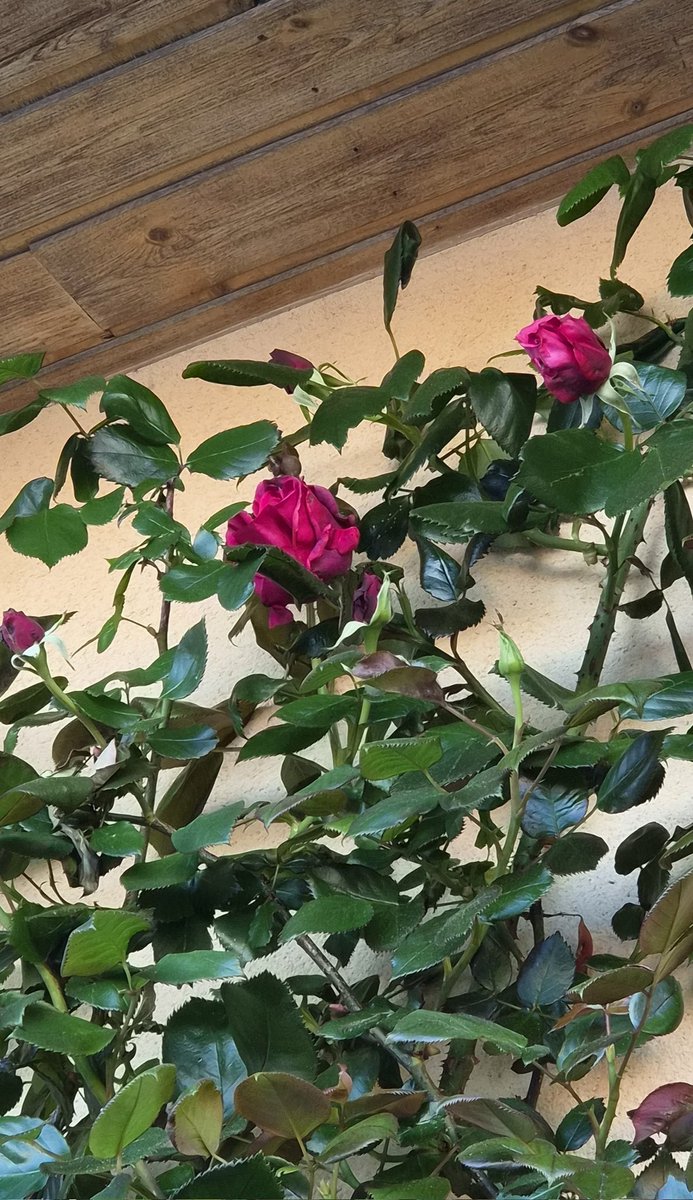 Miss Moneypenny tweet media