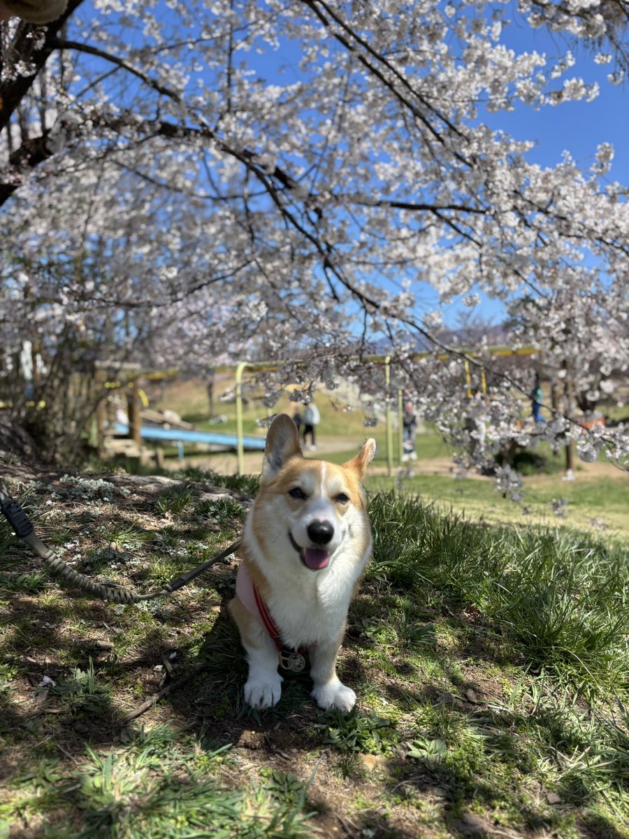 ひなた🐶 tweet media