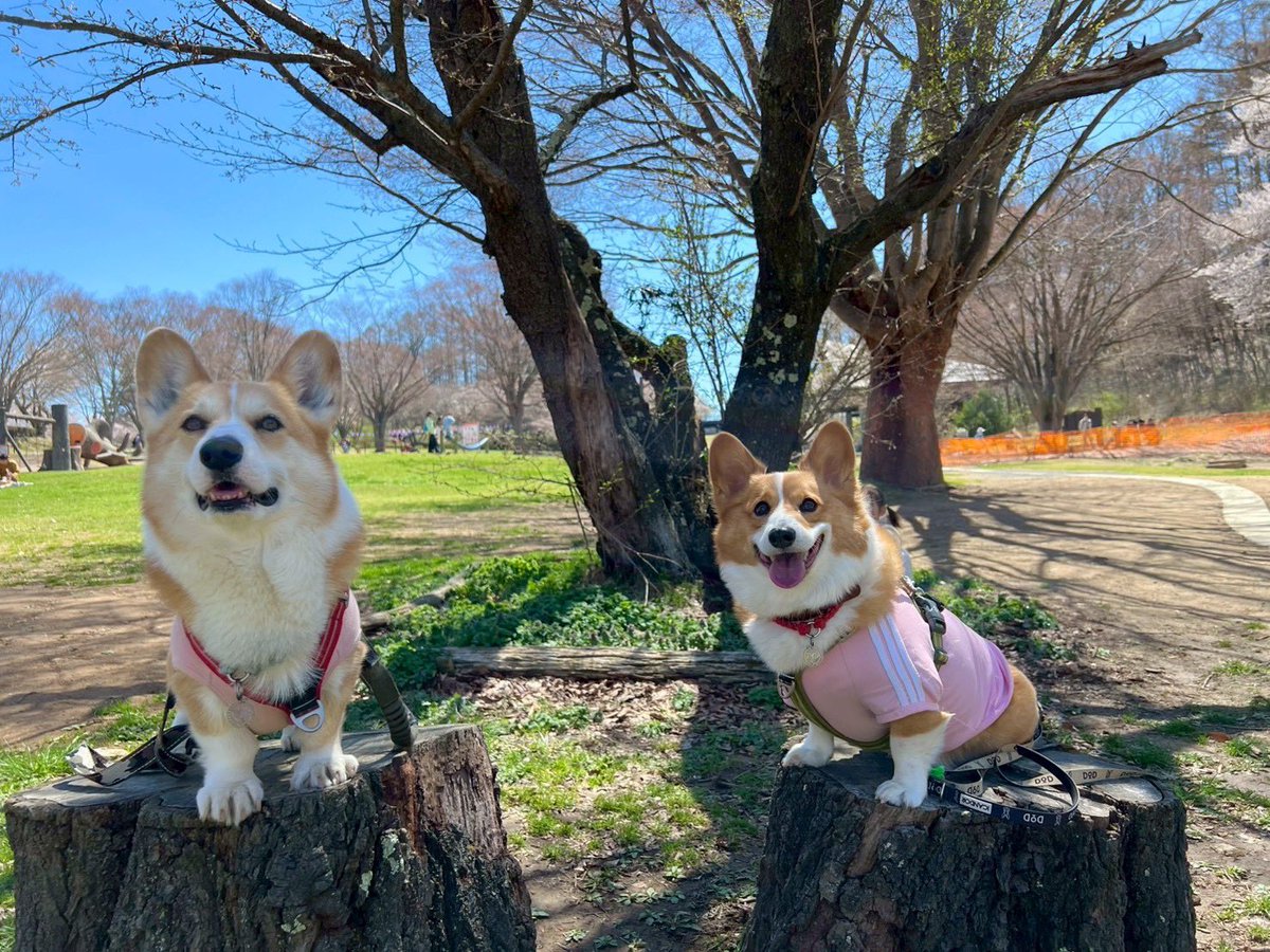 ひなた🐶 tweet media