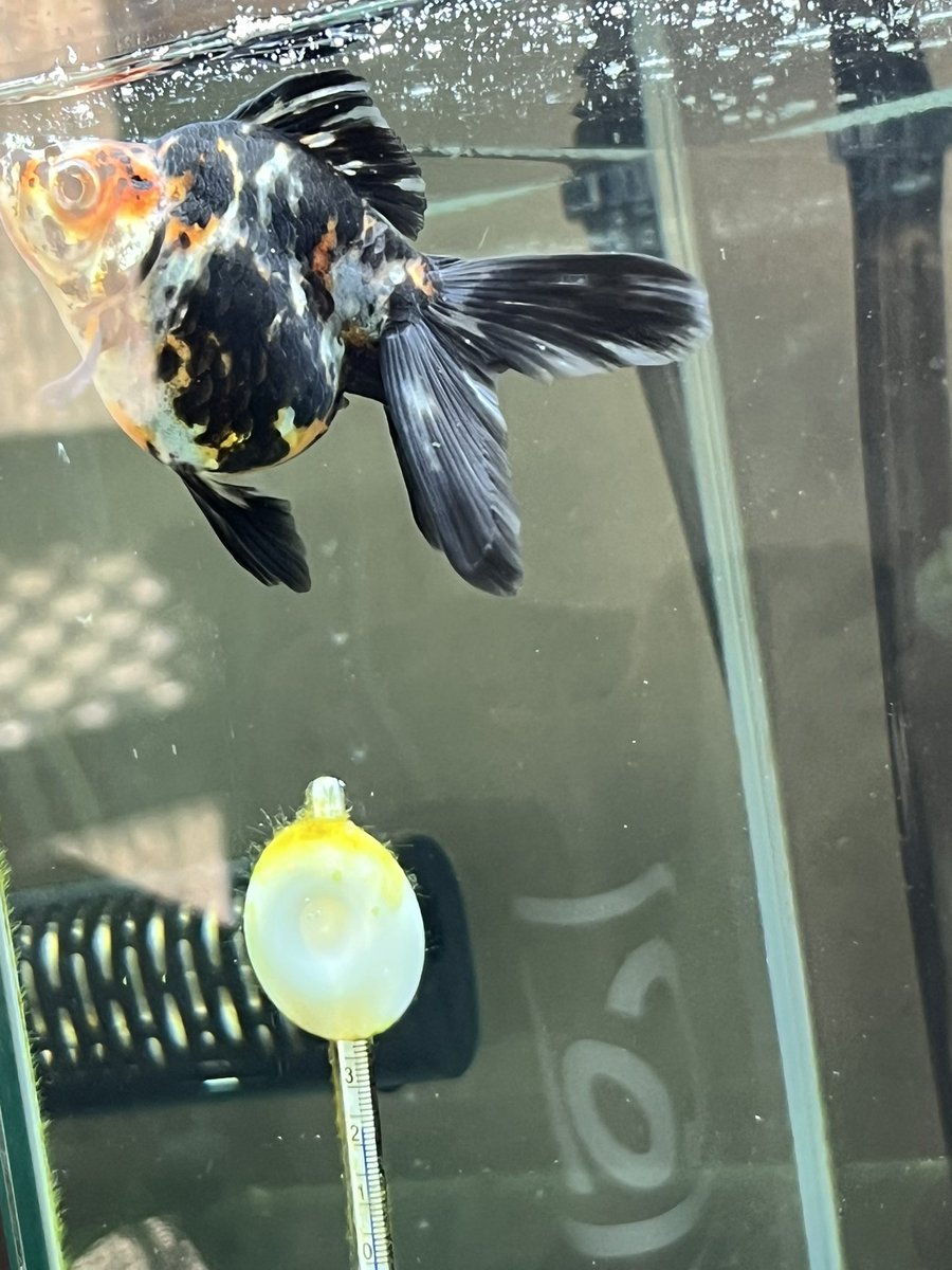 ぴのもる🐴 tweet media