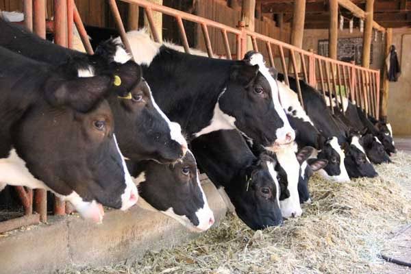 CHOBOS™ tweet media