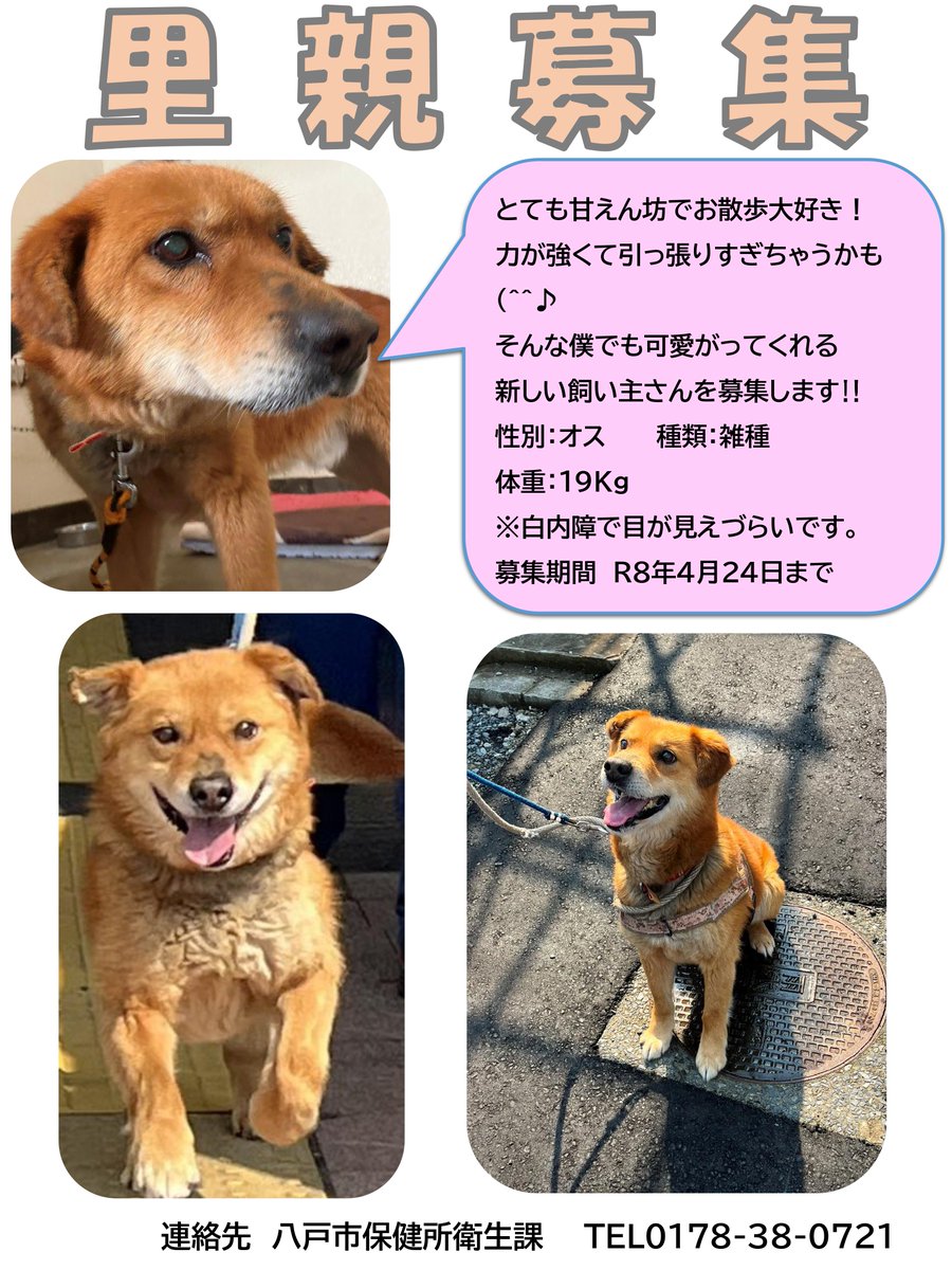 八戸市 tweet media