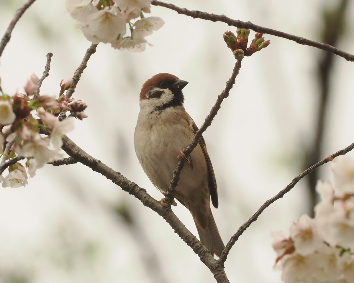 上野動物園［公式］ tweet media