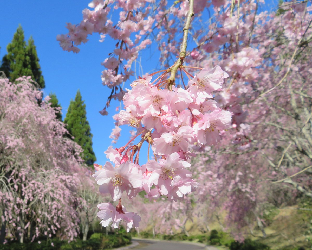 MIHO MUSEUM tweet media