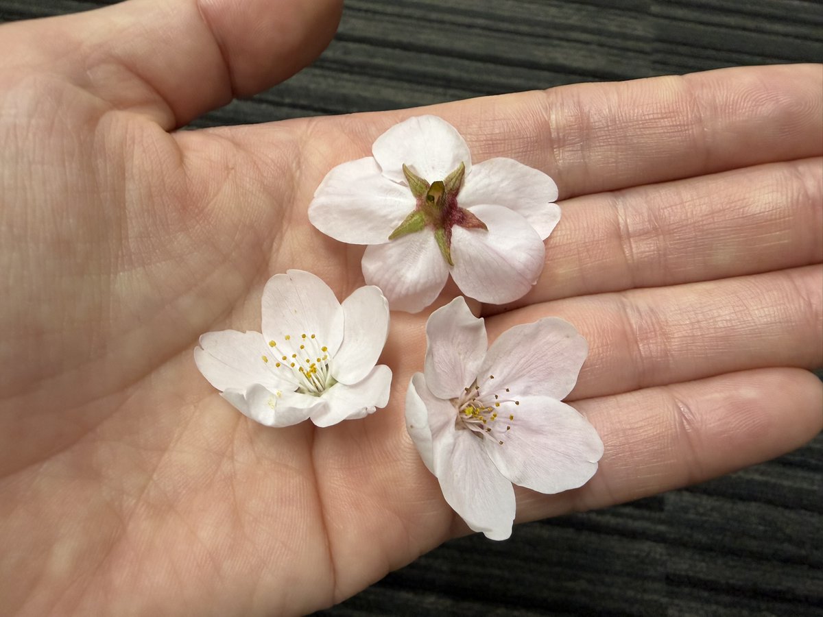 上野動物園［公式］ tweet media