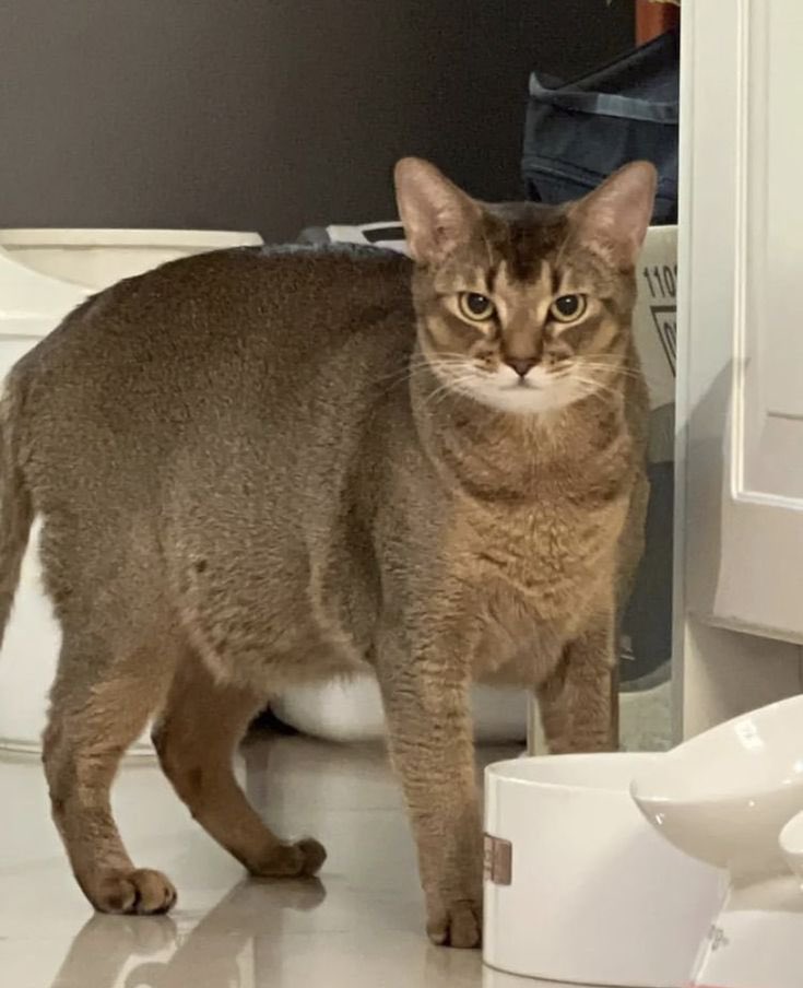 𝙏𝙚𝙣vely² 𝗛𝗶𝗱𝗲𝘀𝗼𝗻𝗴𝟭𝟬𝟬𝟭🐈⬛ tweet media