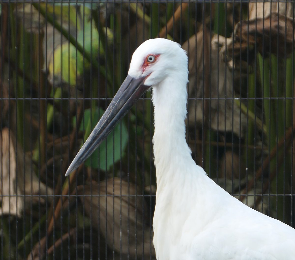上野動物園［公式］ tweet media