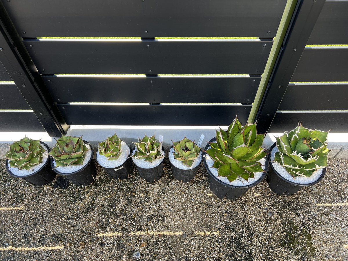 てっくん@تيكّون tweet media