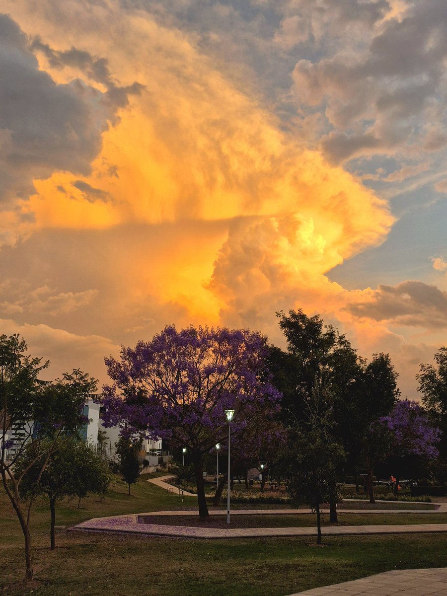 Oliver Guerrero tweet media