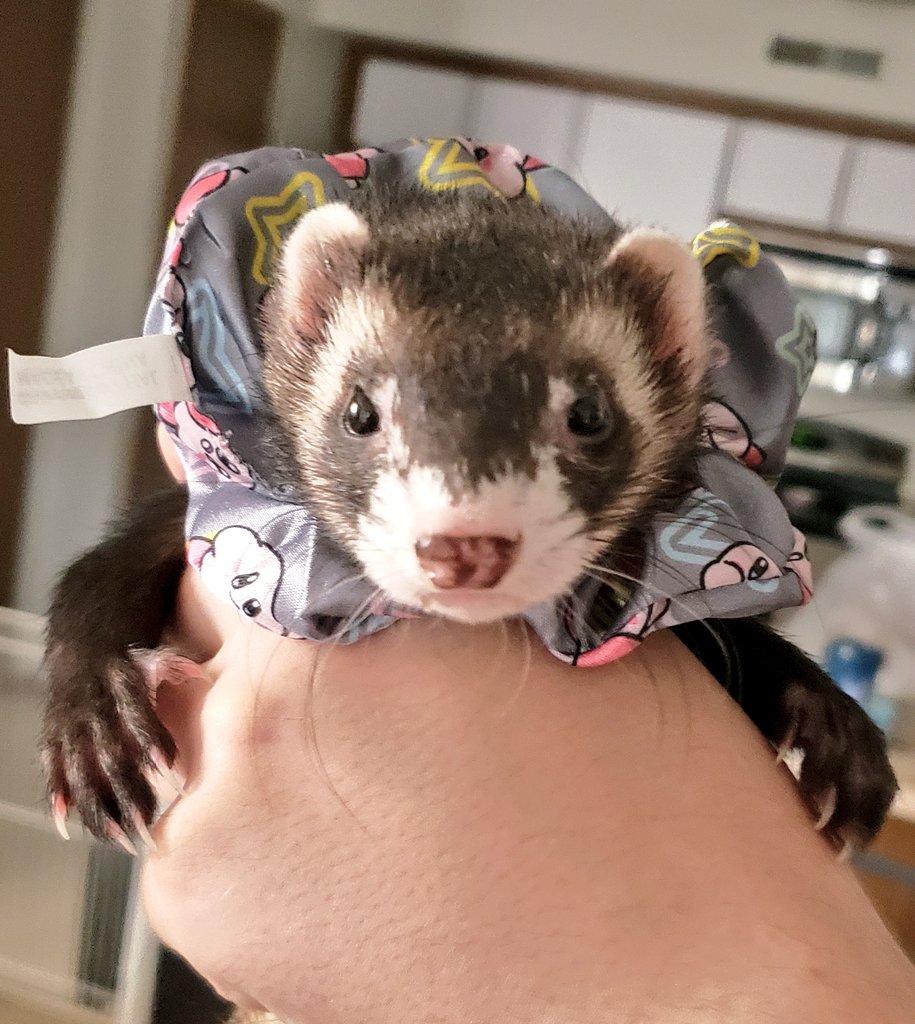 Ferret Every Hour tweet media