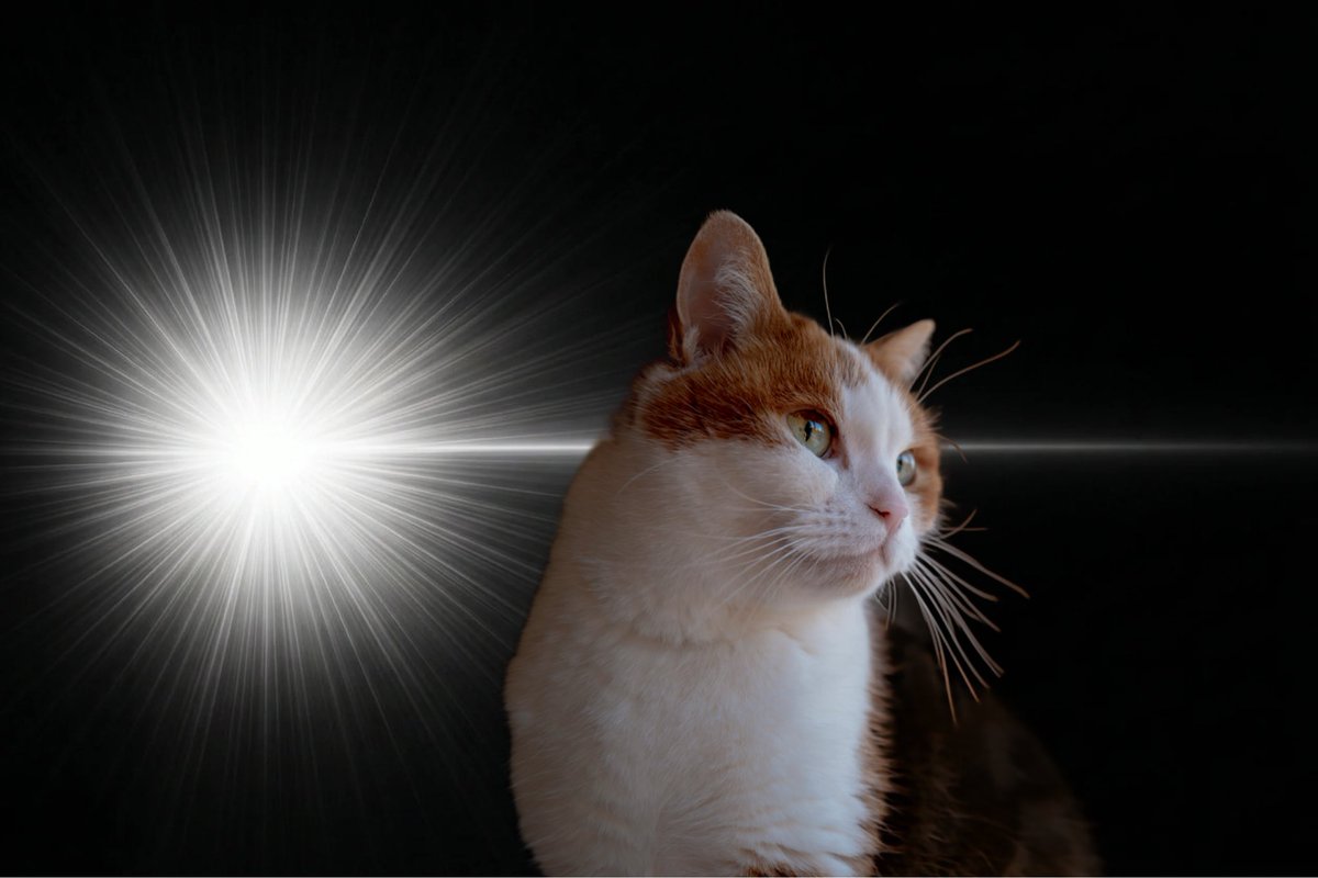 こちらで閃いた時の猫作れます。