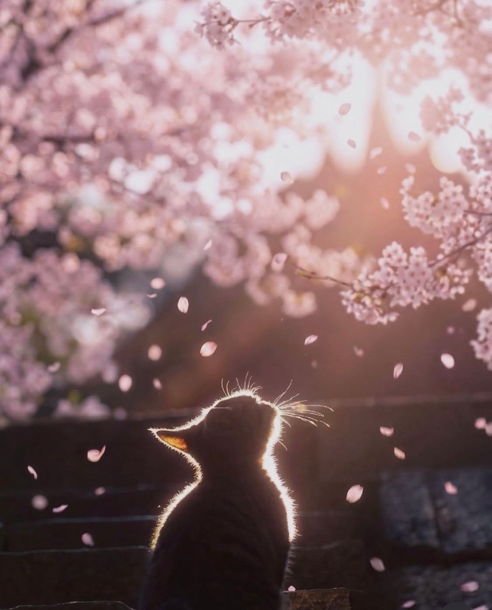 Ramblings tweet media