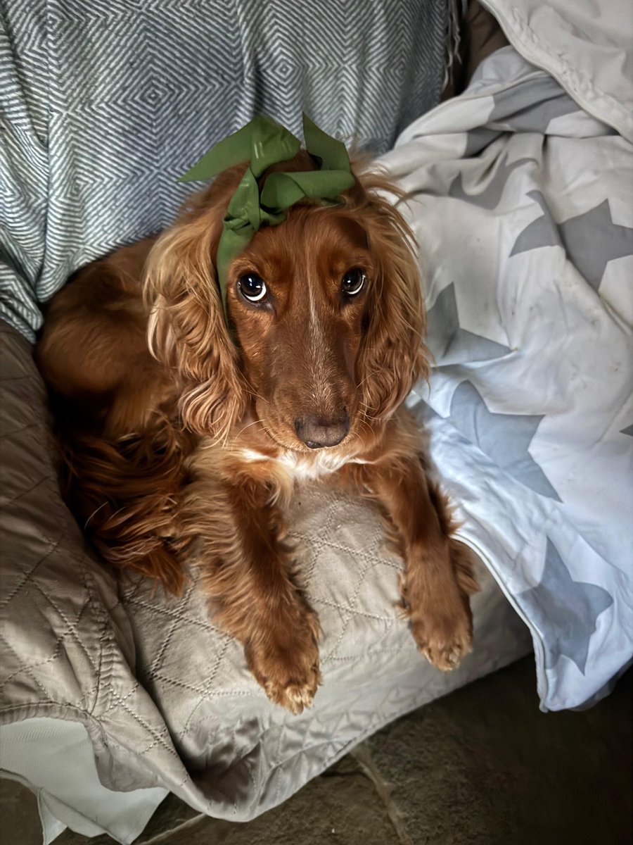 Max the baby doggie - and Coco pops tweet media