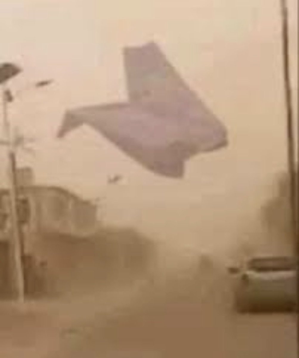 🦋🌼. tweet media