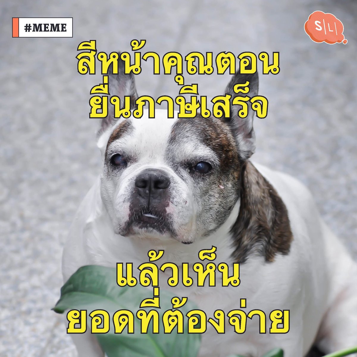 Salmon Lab tweet media