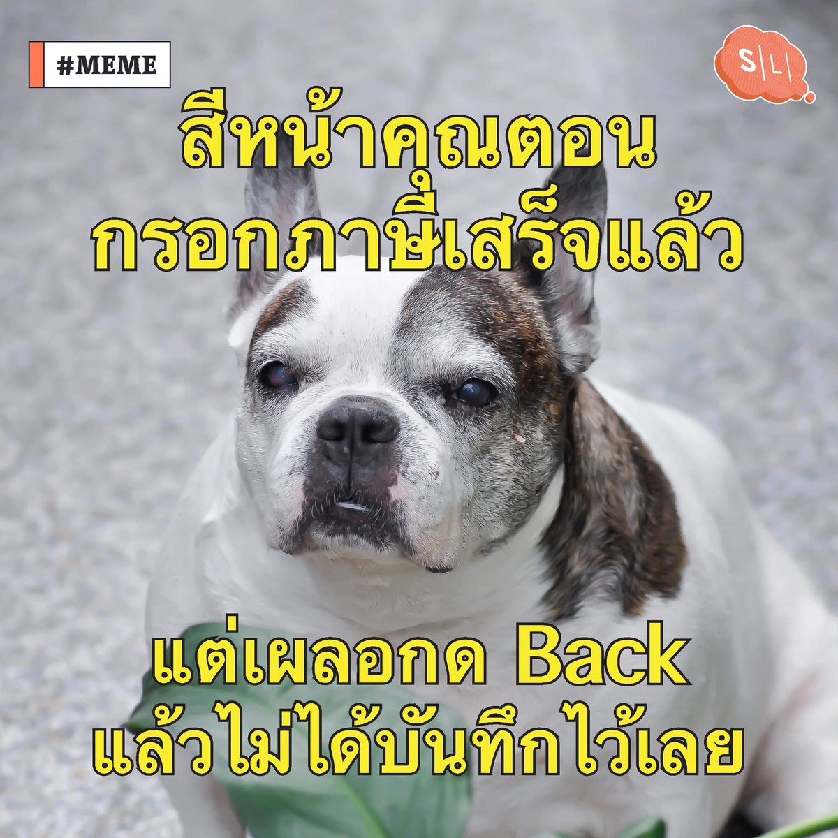 Salmon Lab tweet media