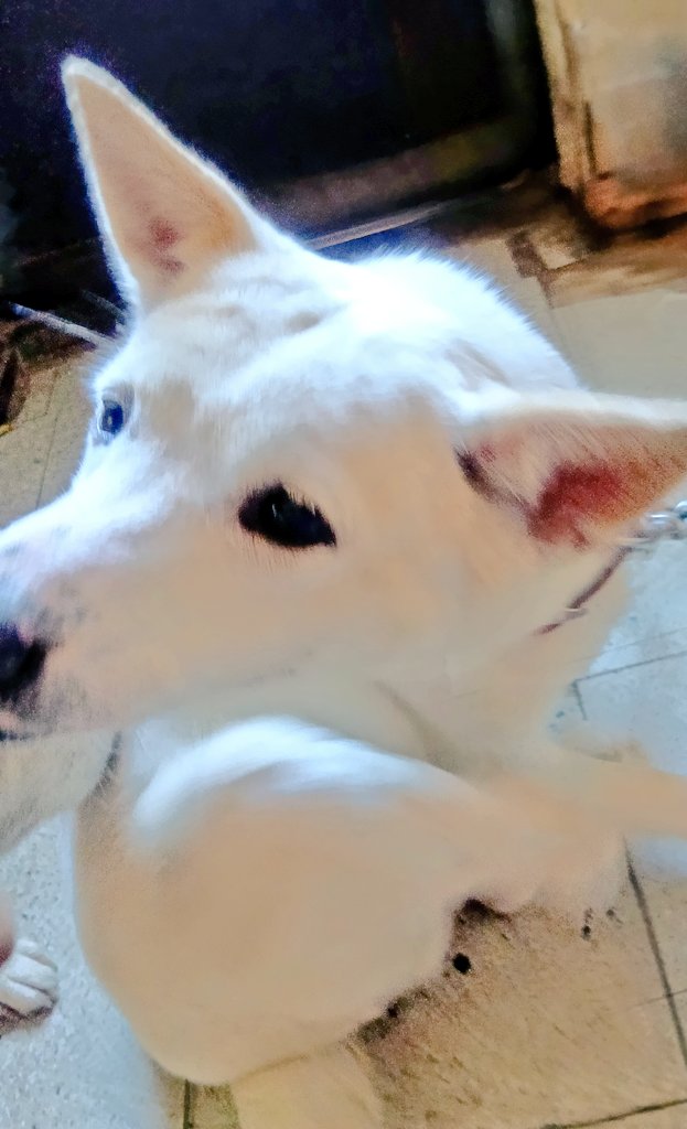 守月恭介（キョロー） tweet media