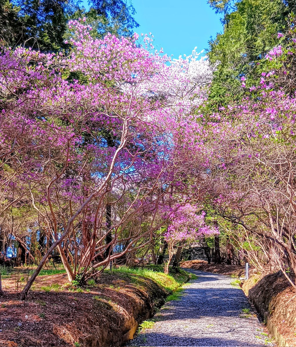 粂の散歩道
ツツジの花🌸