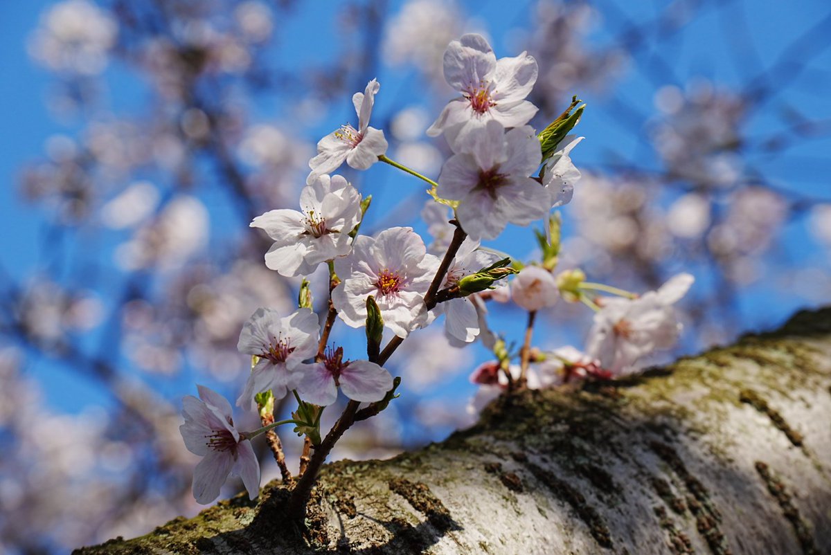 だんだん🍡 tweet media