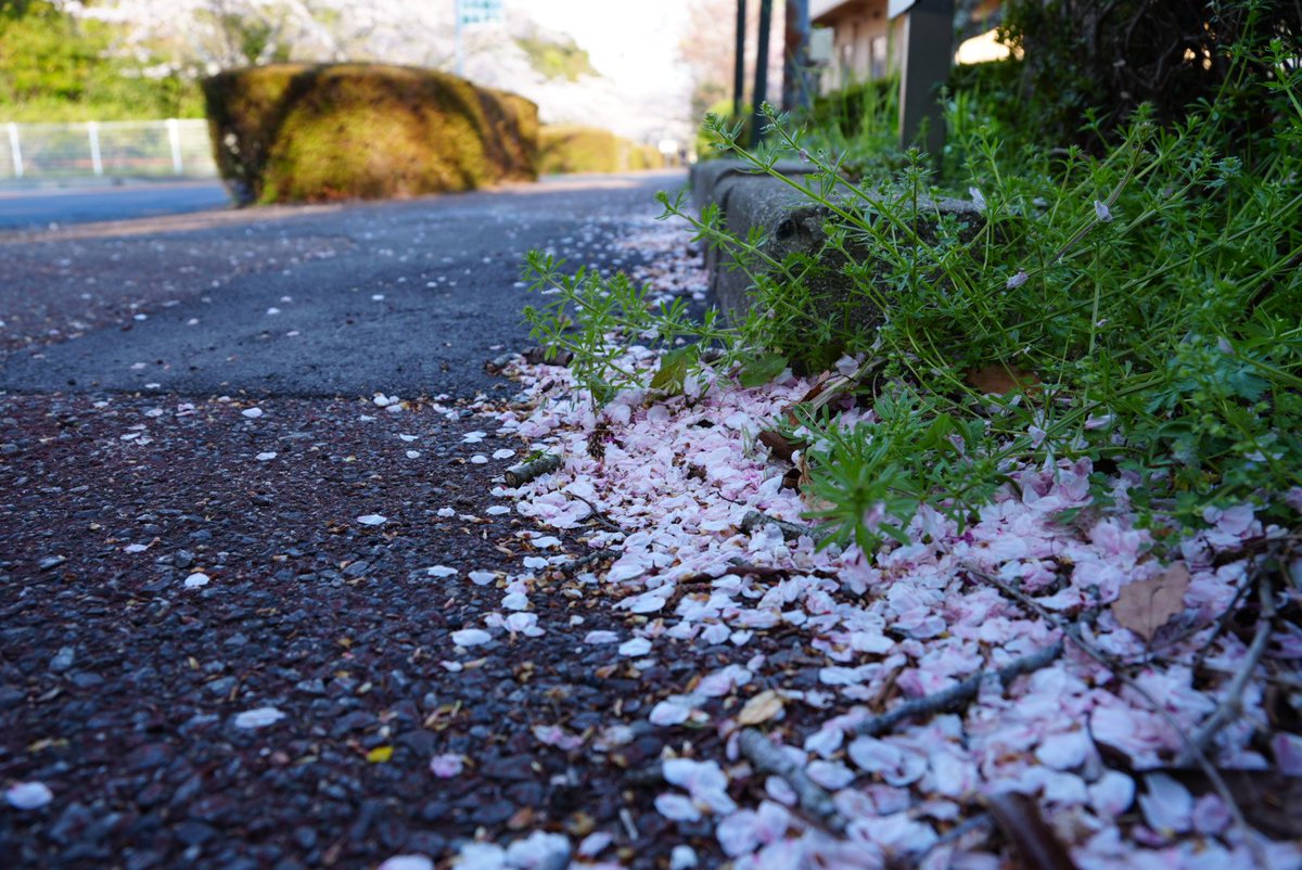 だんだん🍡 tweet media