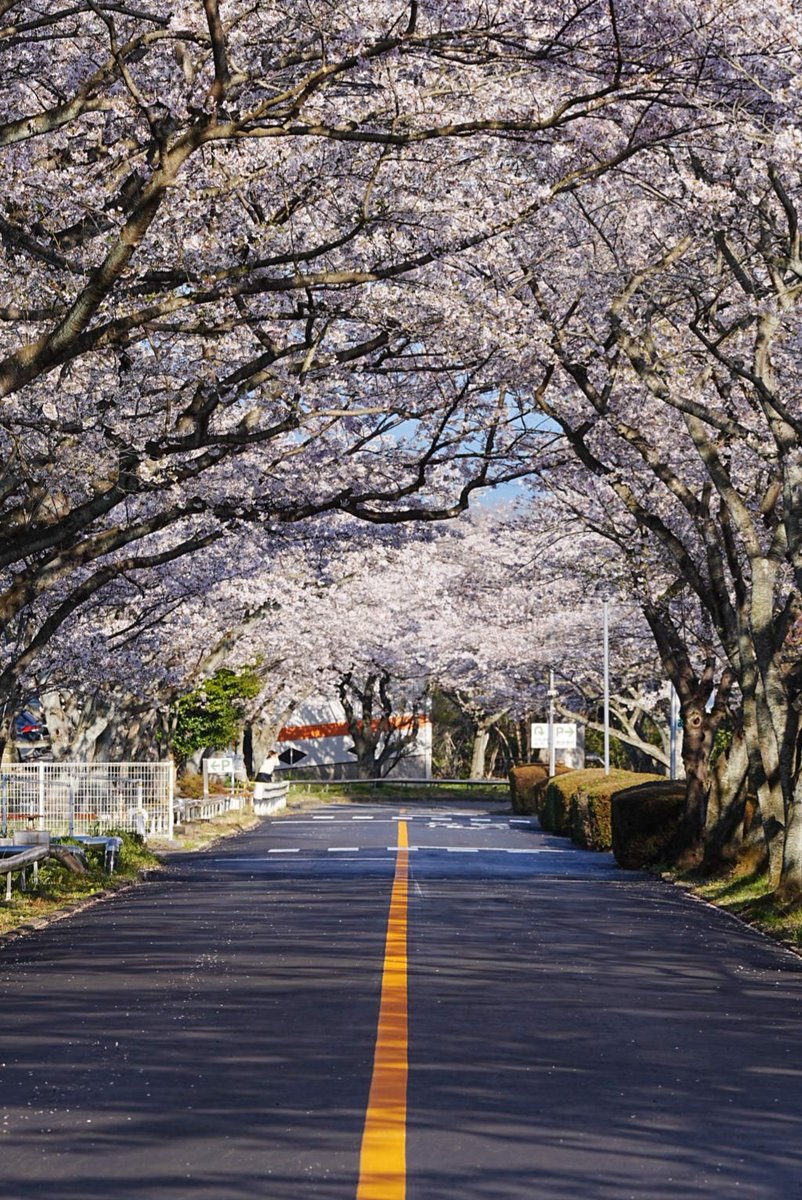 だんだん🍡 tweet media