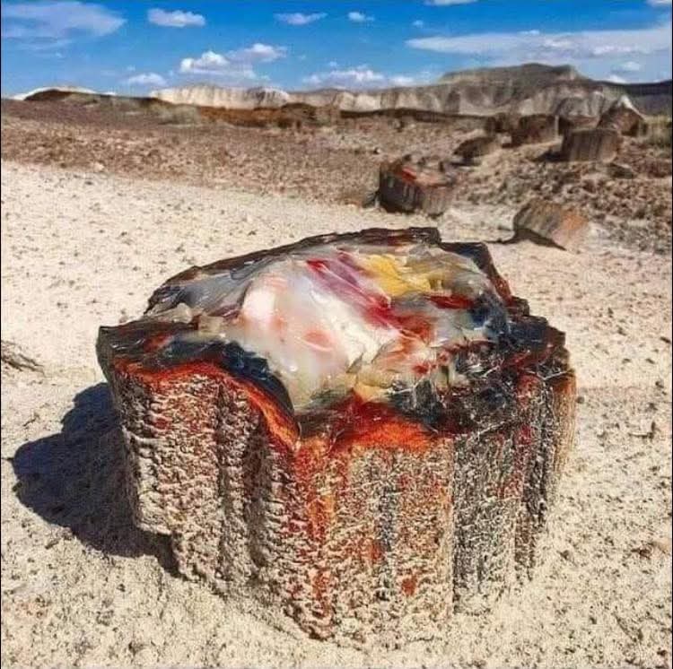 225-million-year-old petrified opal tree trunk located in Arizona.