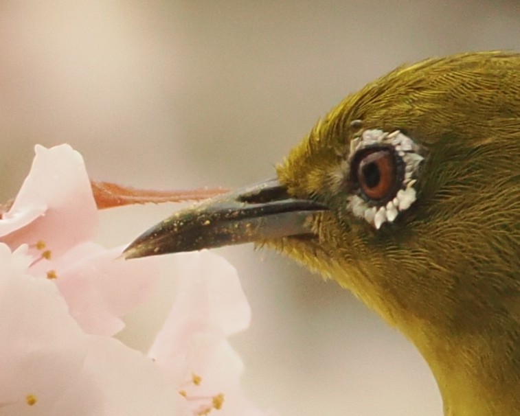 上野動物園［公式］ tweet media