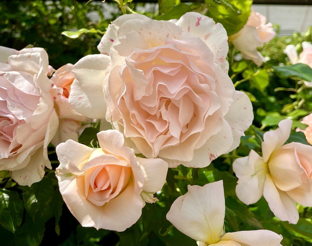 melanie_mjk's tweet image. Blue skies, sunshine and a cluster of dreamy creamy Chandos Beauty from the Summer to wish everyone an enjoyable Rose Wednesday! 🌼🌹🌸 #RoseWednesday #Roses #Wednesdaythoughts #Wednesdayvibes  #Gardenflowers