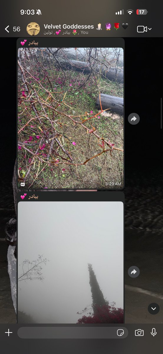 Shahrzad tweet media