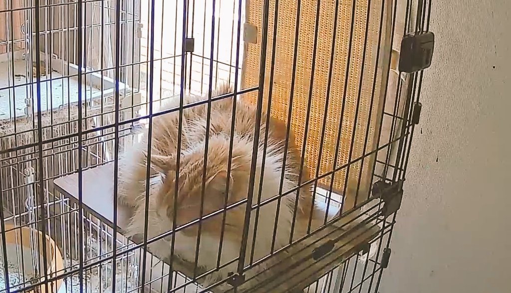 志真啓（しままま）@Skeb＆Fanbox募集中 tweet media