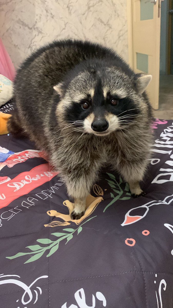 silly raccoons & pandas tweet media