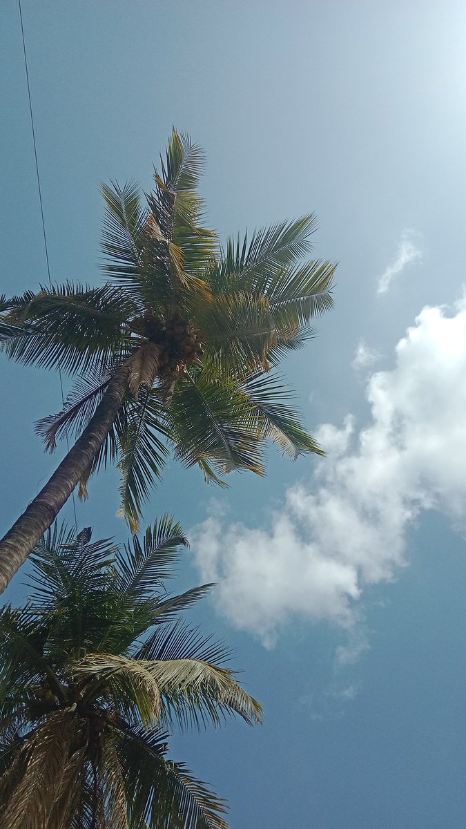 KanuDanny77958's tweet photo. @chanduuu_cs @NASA @Rexeski @spiderweb1z @OmoolaOlayinka @MatrixPirate12 @BourdalouM95681 @JDepp53962 @CharlesMullins2 @771starseed This is the Image in The Video Tree 🎄🌴.. Pause Reflect Don't be Sad... https://t.co/ToJiZTr7BW