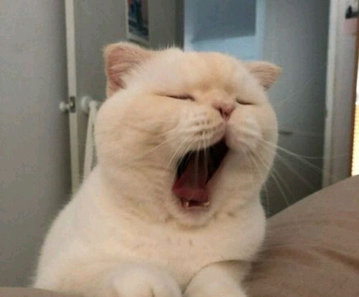 Code Engr tweet media