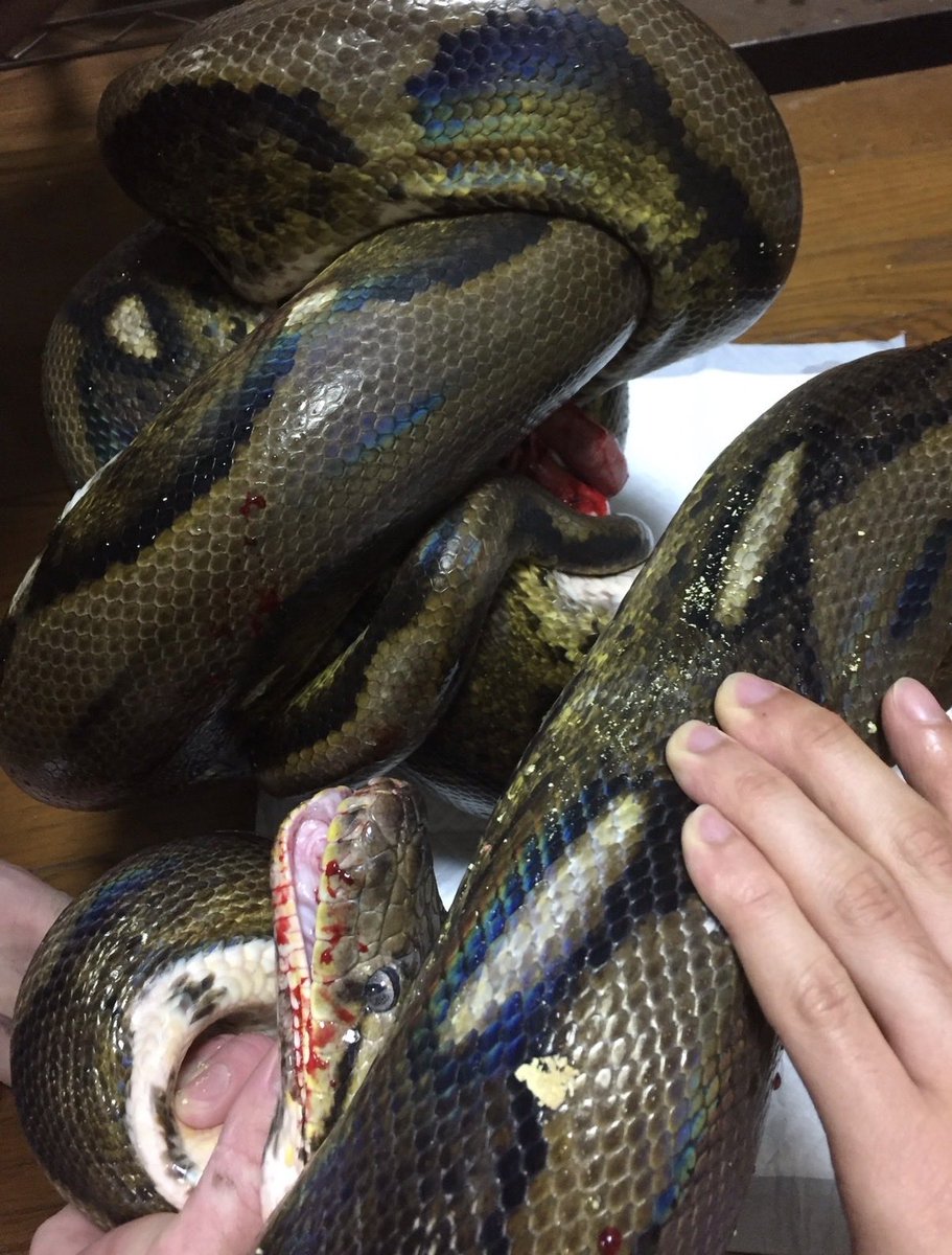 ブッシュメン tweet media