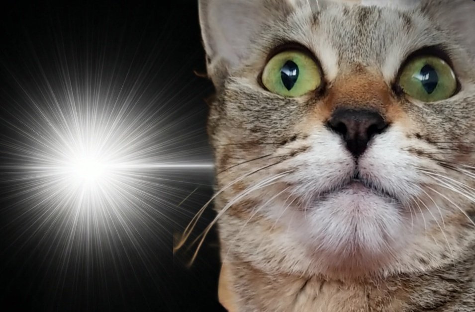 むつこ🥔 tweet media