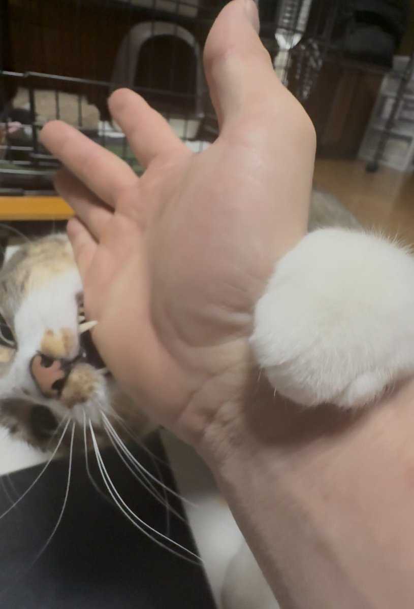 🪬NOSHiRO🪬 tweet media