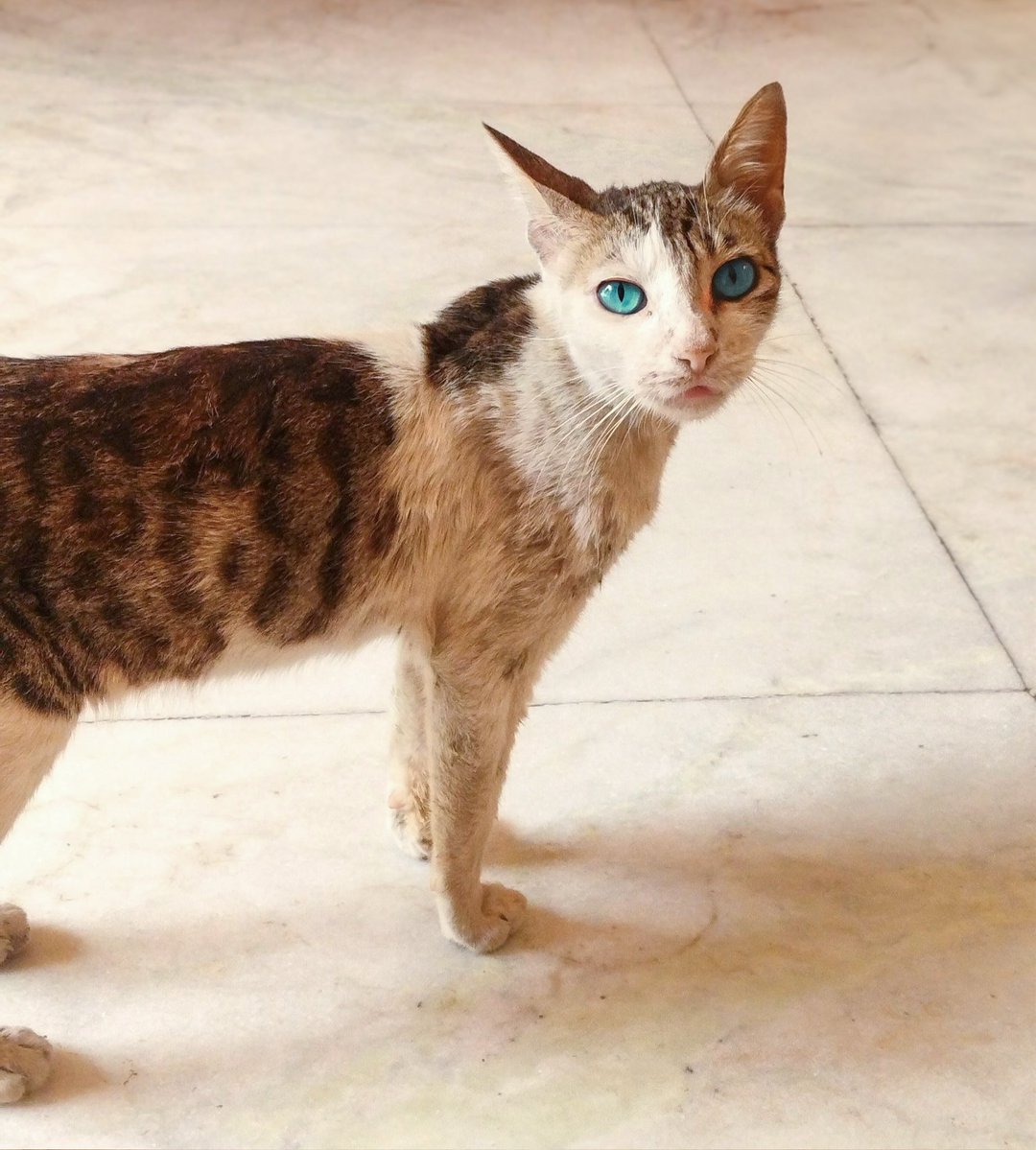 sunflower tweet media