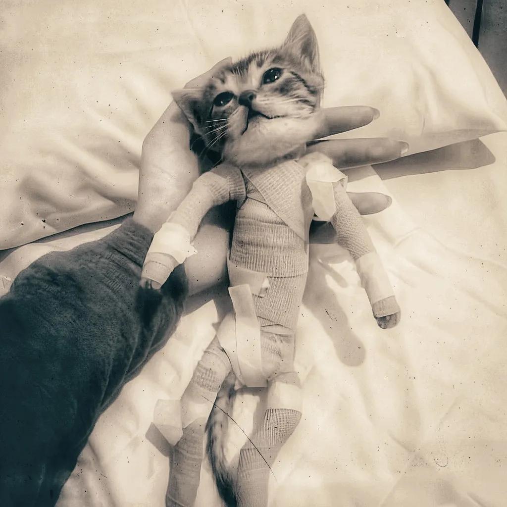 saniyafatma1278's tweet photo. A woman saved a kitten thrown from a parking garage
Witnesses said some children laughed as they dropped her. Everyone froze - except one woman who ran to help.
At the vet, X-rays showed over fifty broken bones, but she refused to give up.
Night after night, she cared for the fragile cat until she walked again.
Blessed are the compassionate, who see in fragile souls a life worth saving.

#Kindness #AnimalRescue #CatRescue #Hope #LoveAnimals #BeKind