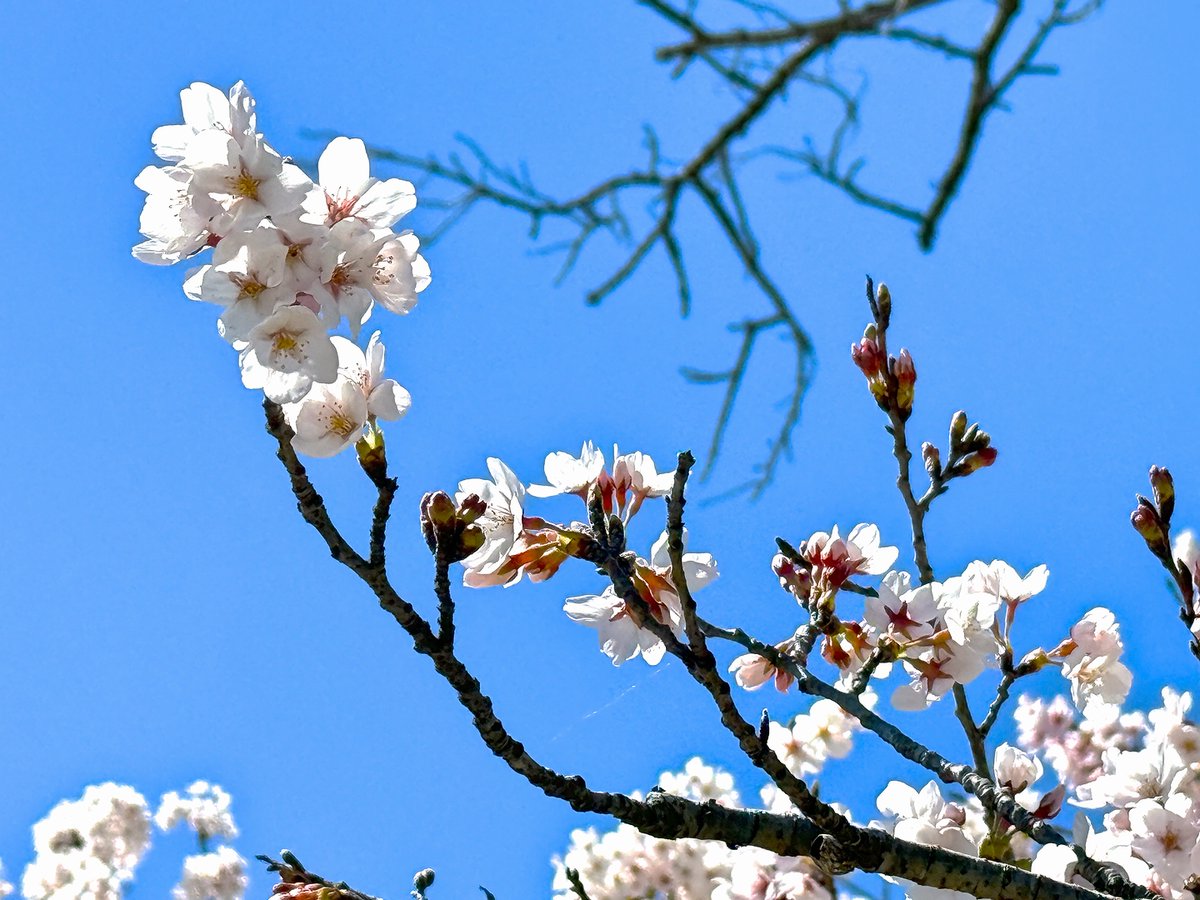 ウツミヤ tweet media