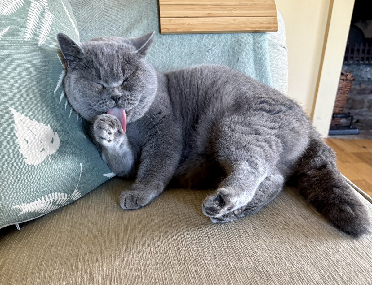 Daisy Dumpling and Dotty the Salty Sea Cat🌈 tweet media