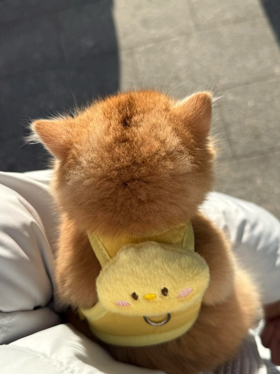 𝘱𝘢𝘱e⃝︎ .𖥔 ˖ tweet media