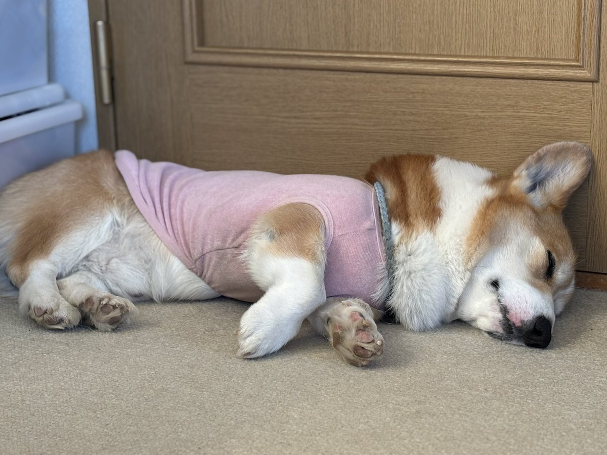 ひなた🐶 tweet media