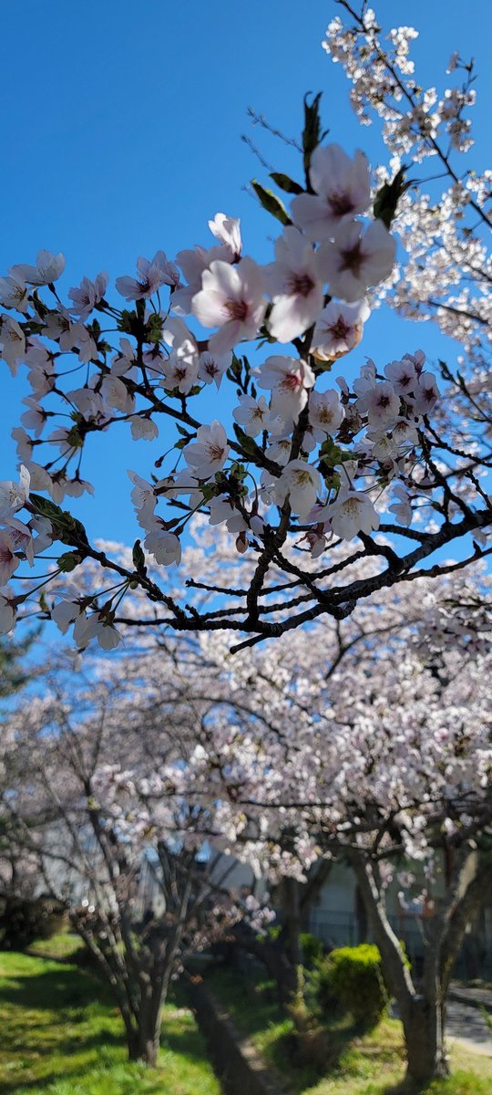 visualcrow1's tweet photo. 子供の入学式でした✨
桜も綺麗に咲いてていい感じ🌸
天気にも恵まれ素敵な日でした✨ https://t.co/8Tn94HB57P