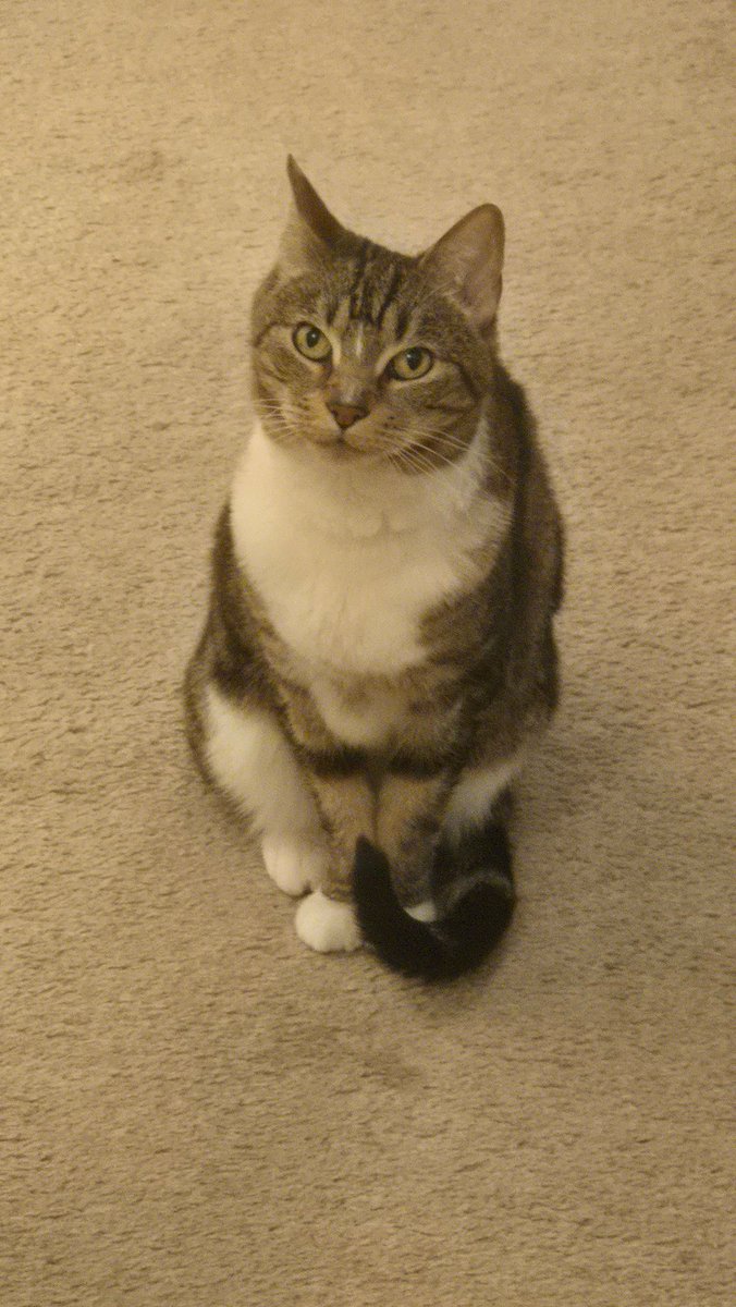 Rukia says hello ^,..,^.