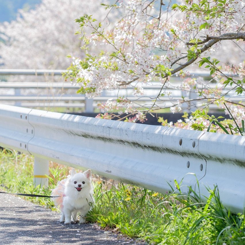 こむぎの親 tweet media