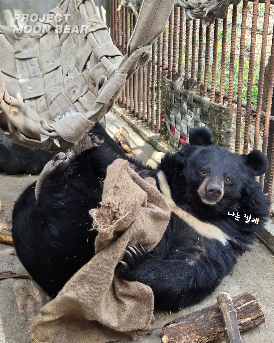 곰 보금자리 프로젝트 tweet media