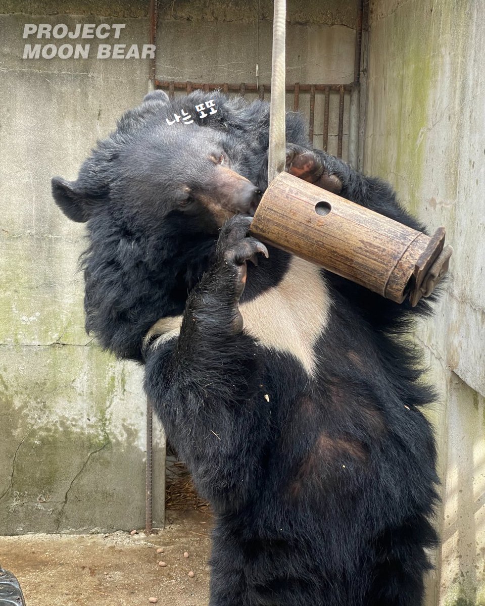 곰 보금자리 프로젝트 tweet media