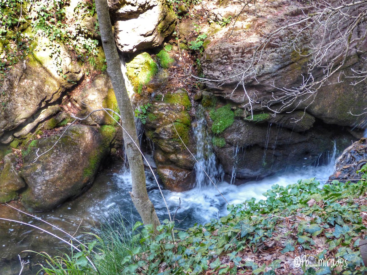 Francesc Brunés 💐🌻🪻 tweet media