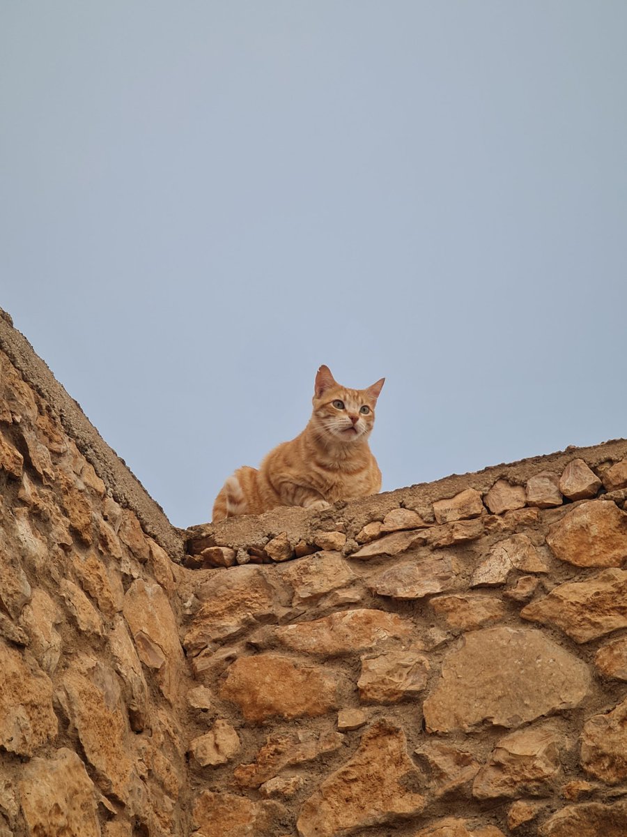 Liza Chami tweet media