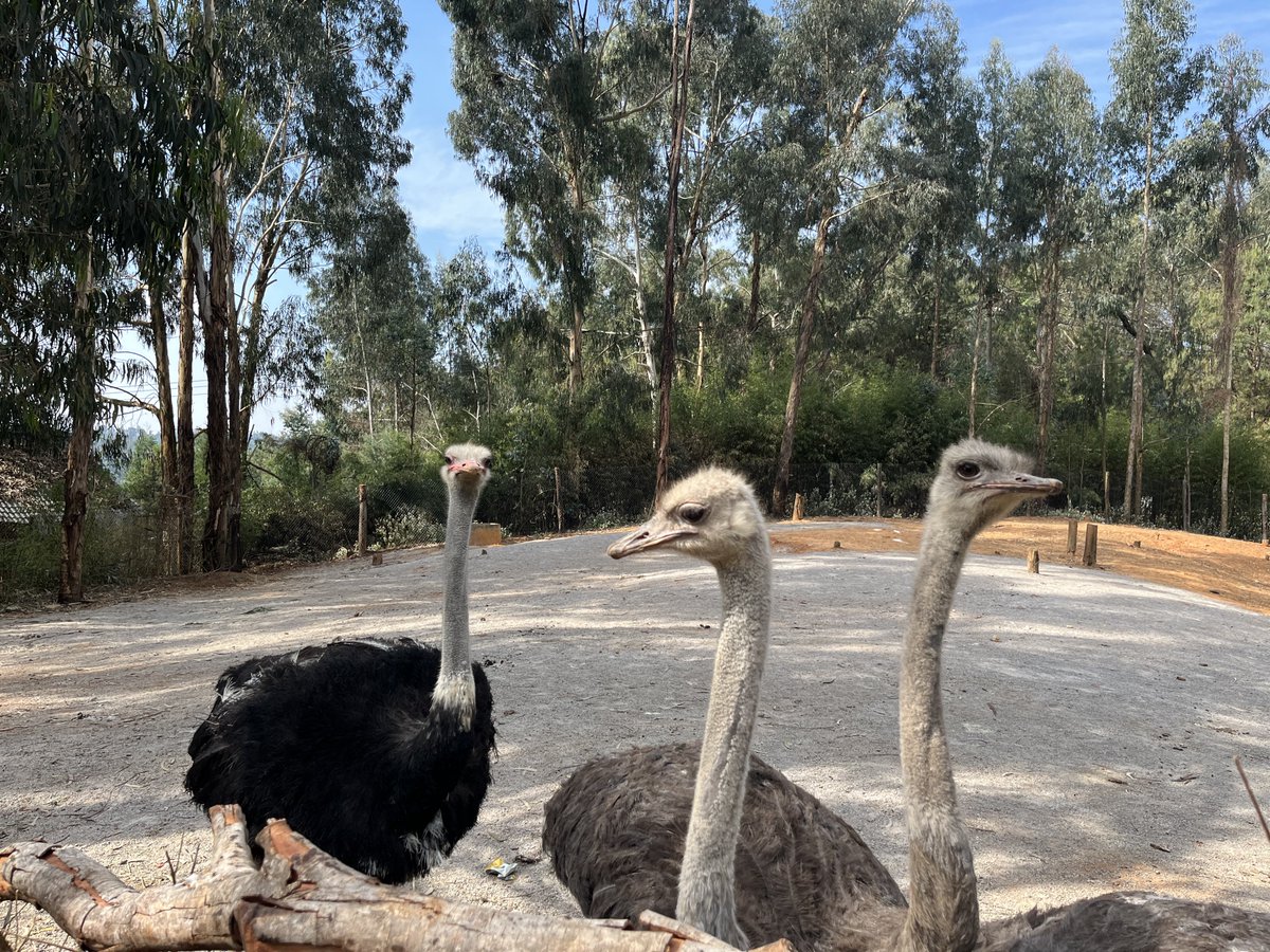 老夏的 tweet media